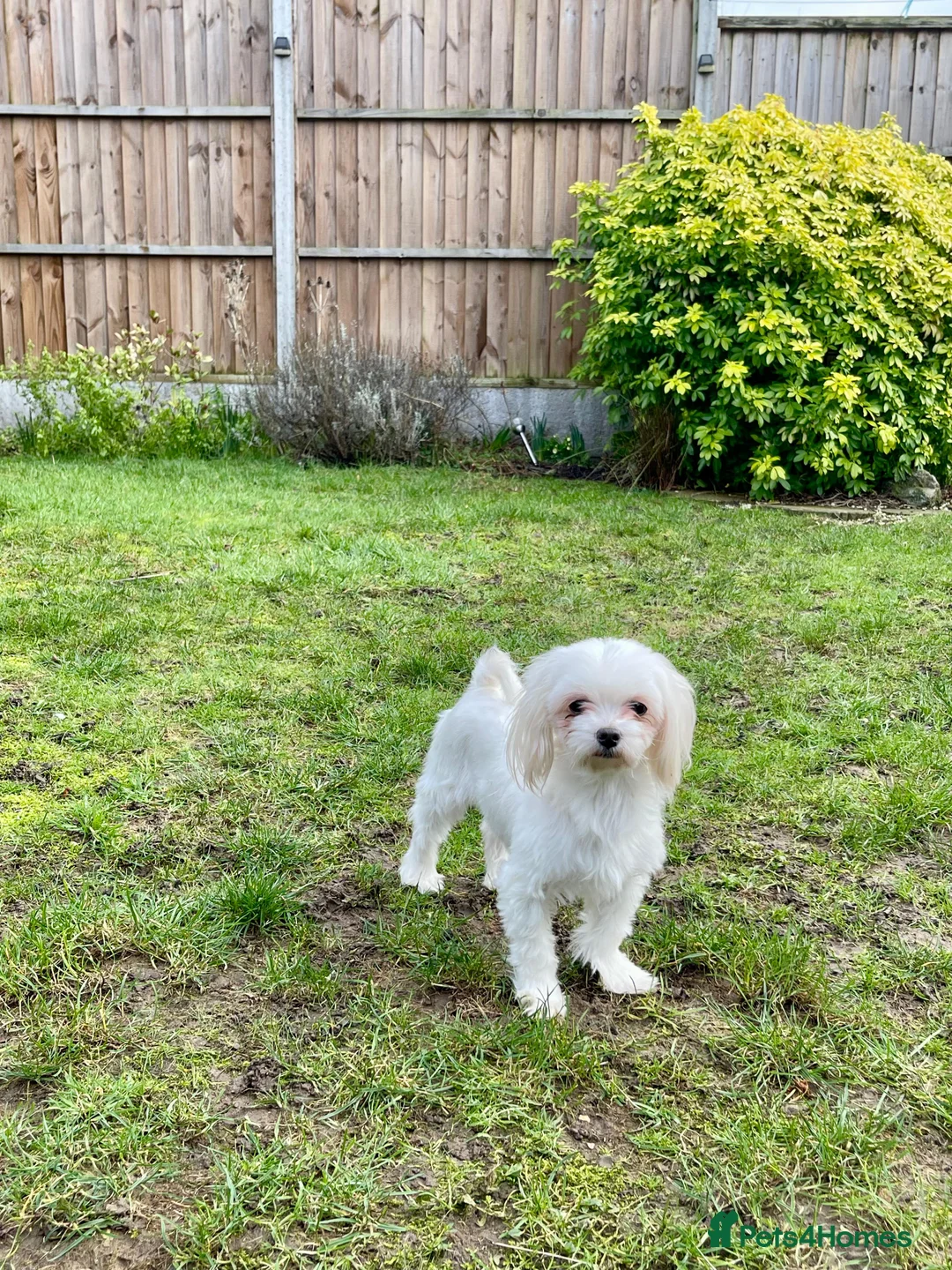 Maltese dogs for sale: Loving Home Wanted for Sweet Maltese Girl - Advert 7