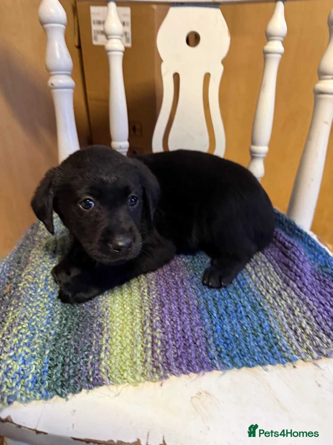 Labrador Retriever dogs for sale: 4 stunning black lab puppies - Advert 13