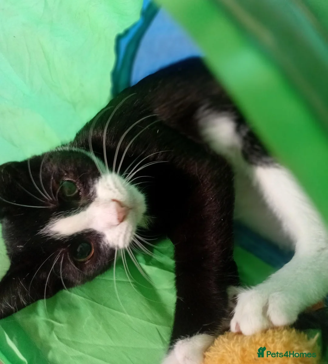 Mixed Breed cats for adoption: Max Playful Kitten Looking for his forever home - Advert 3