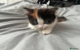 Mixed Breed cats for sale: Calio Kitten Female 2 Months Old - Image 8