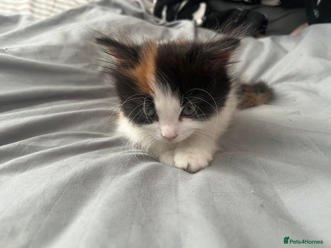 Mixed Breed cats for sale: Calio Kitten Female 2 Months Old - Image 8