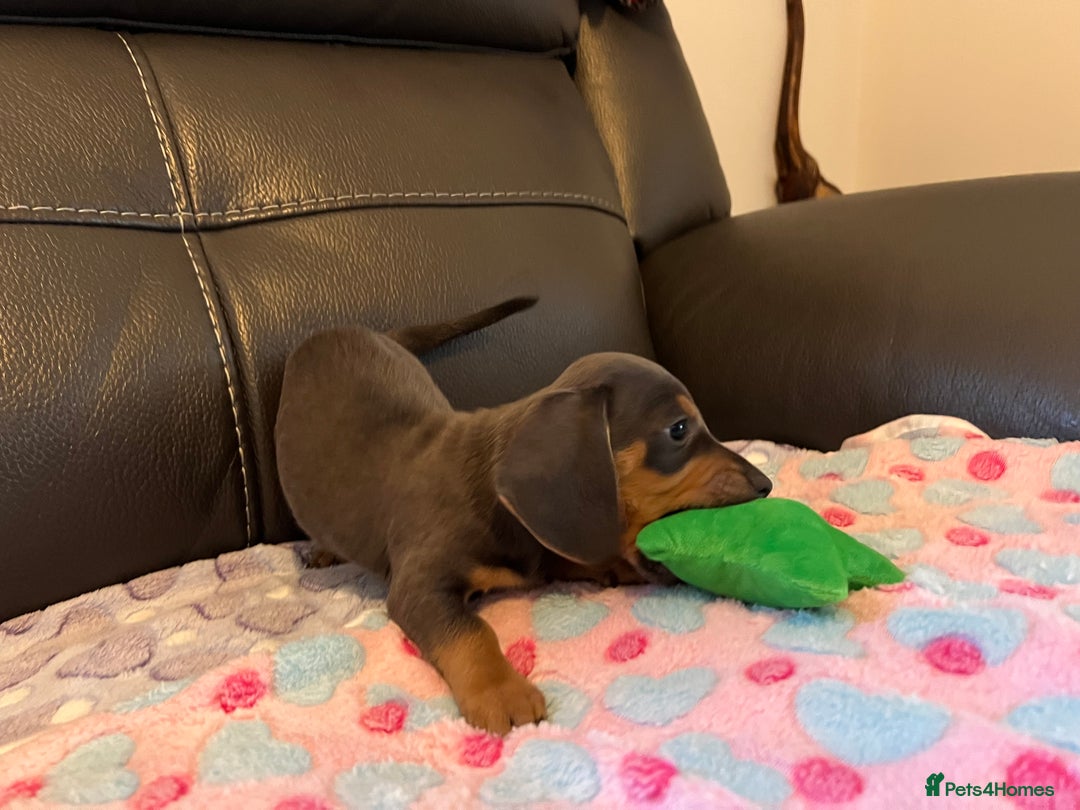 Miniature Dachshund dogs for sale: Adorable Blue and Tan puppies  - Image 13