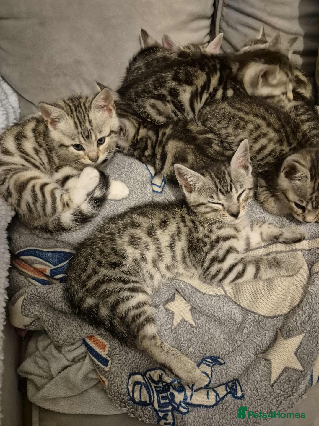 Mixed Breed cats for sale: Mixed bengal kittens  - Image 6