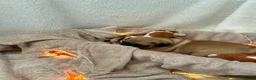 Pug dogs for sale: Handsome Apricot Male 8weeks old 💚 Pedigree Pugs in Kidderminster - Advert 11