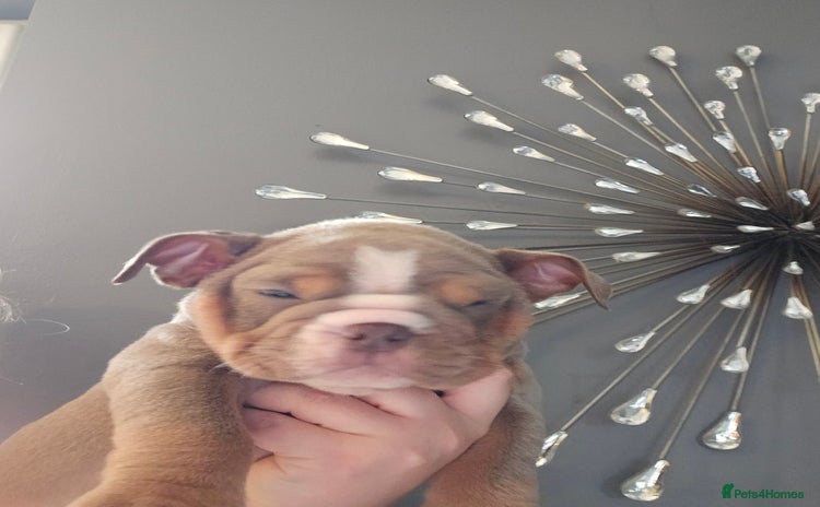 English Bulldog dogs - Advert 2