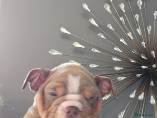 English Bulldog dogs - Advert 2