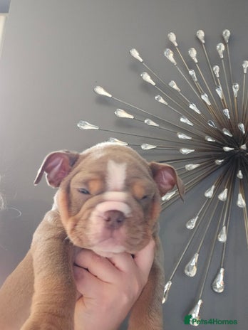 English Bulldog dogs - Advert 3