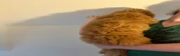 Goldendoodle dogs for sale: Outstanding F1 Standard GoldenDoodles - Advert 7