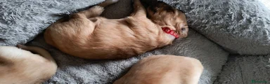 Golden Retriever Puppy 5