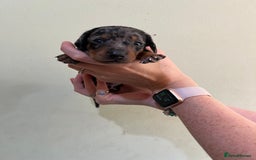 Miniature Dachshund dogs for sale: Beautiful miniature dachshund puppies - Image 6