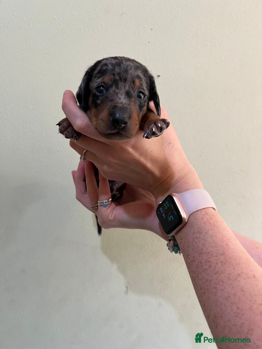Miniature Dachshund dogs for sale: Beautiful miniature dachshund puppies - Image 6