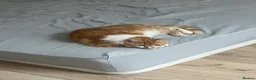 Mixed Breed cats for sale: Kittens  - Advert 2