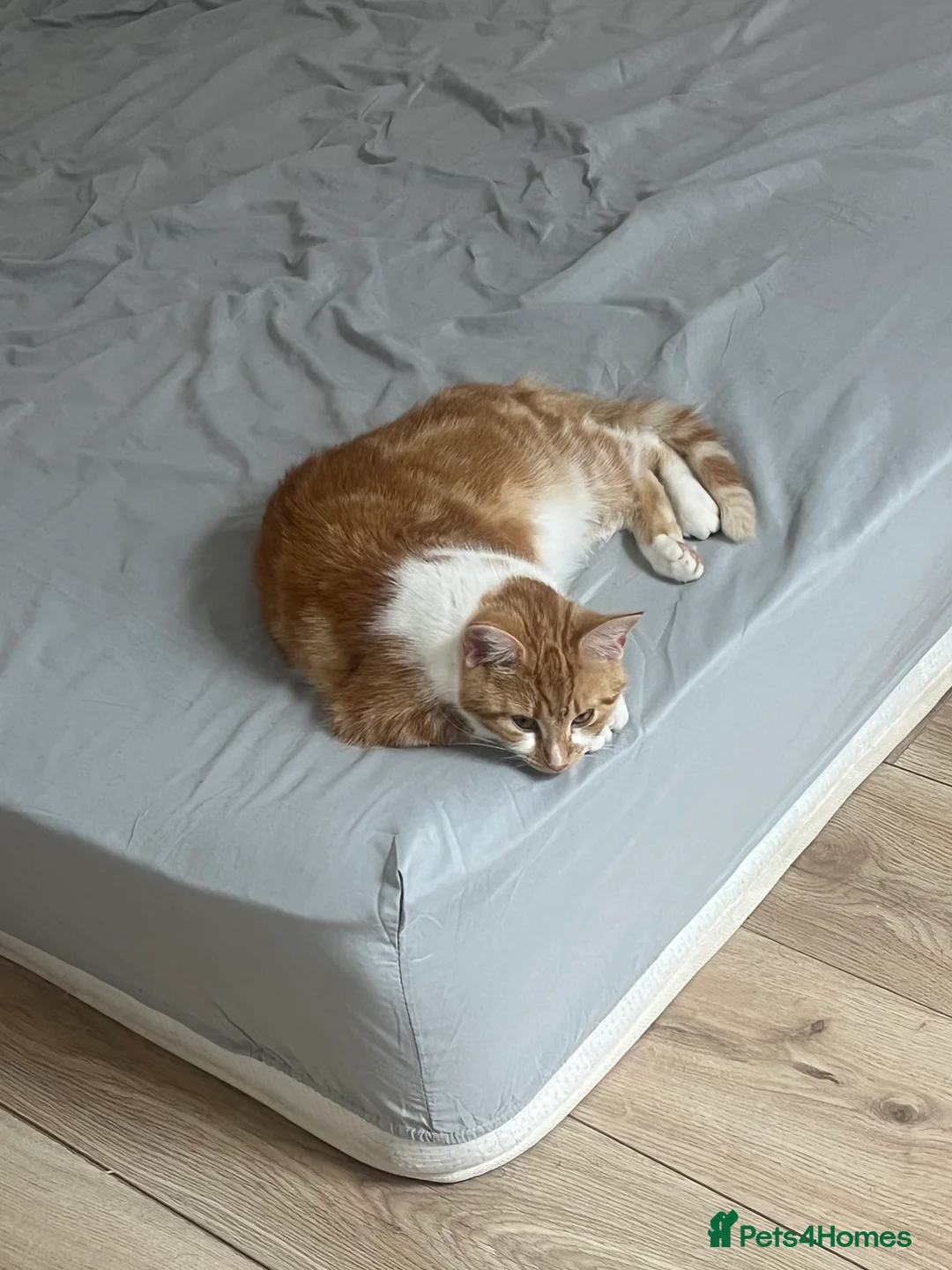 Mixed Breed cats for sale: Kittens  - Advert 2
