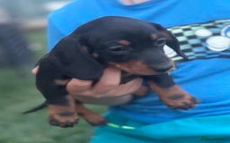 Miniature Dachshund dogs for sale: Pretty silver dapple doxies get urs home - Image 6