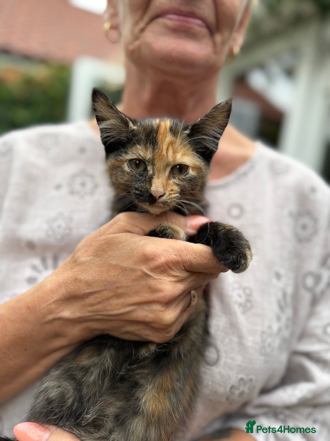 Mixed Breed cats for sale: 2 CUTE TORTOISESHELL GIRLS  - Image 11