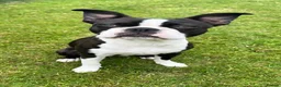 Boston Terrier dogs for sale: 🌟Quality KC Boston Terrier 9 Month old Puppy - Advert 4