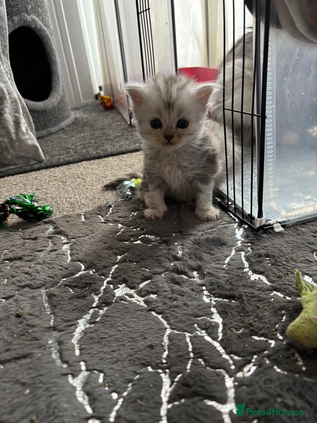 Persian cats for sale: Stunning Persian X mainecoon babies - Advert 4