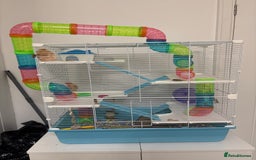 Hamster rodents for sale: Dwarf hamster (with cage) - Image 3