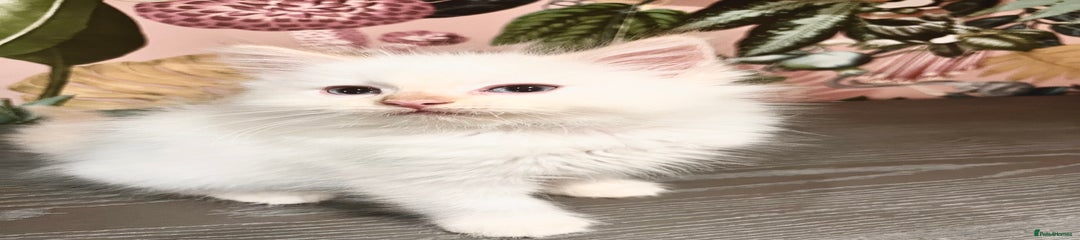 Ragdoll Kitten 3