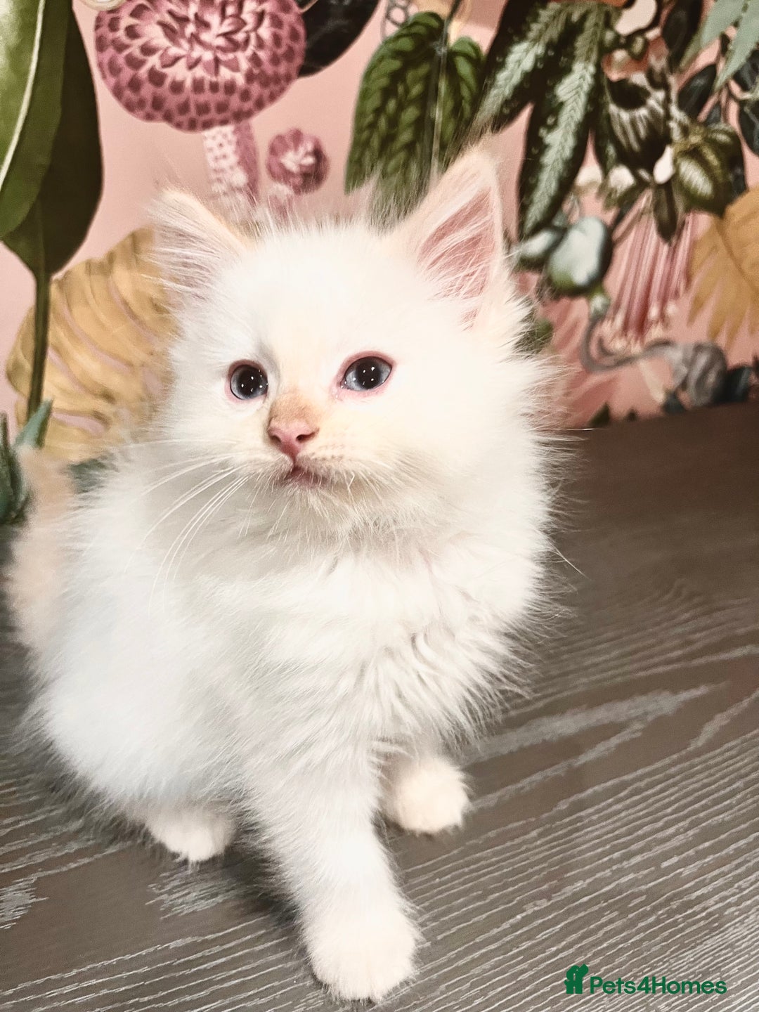 Ragdoll cats for sale: A stunning litter of ragdolls  - Image 4