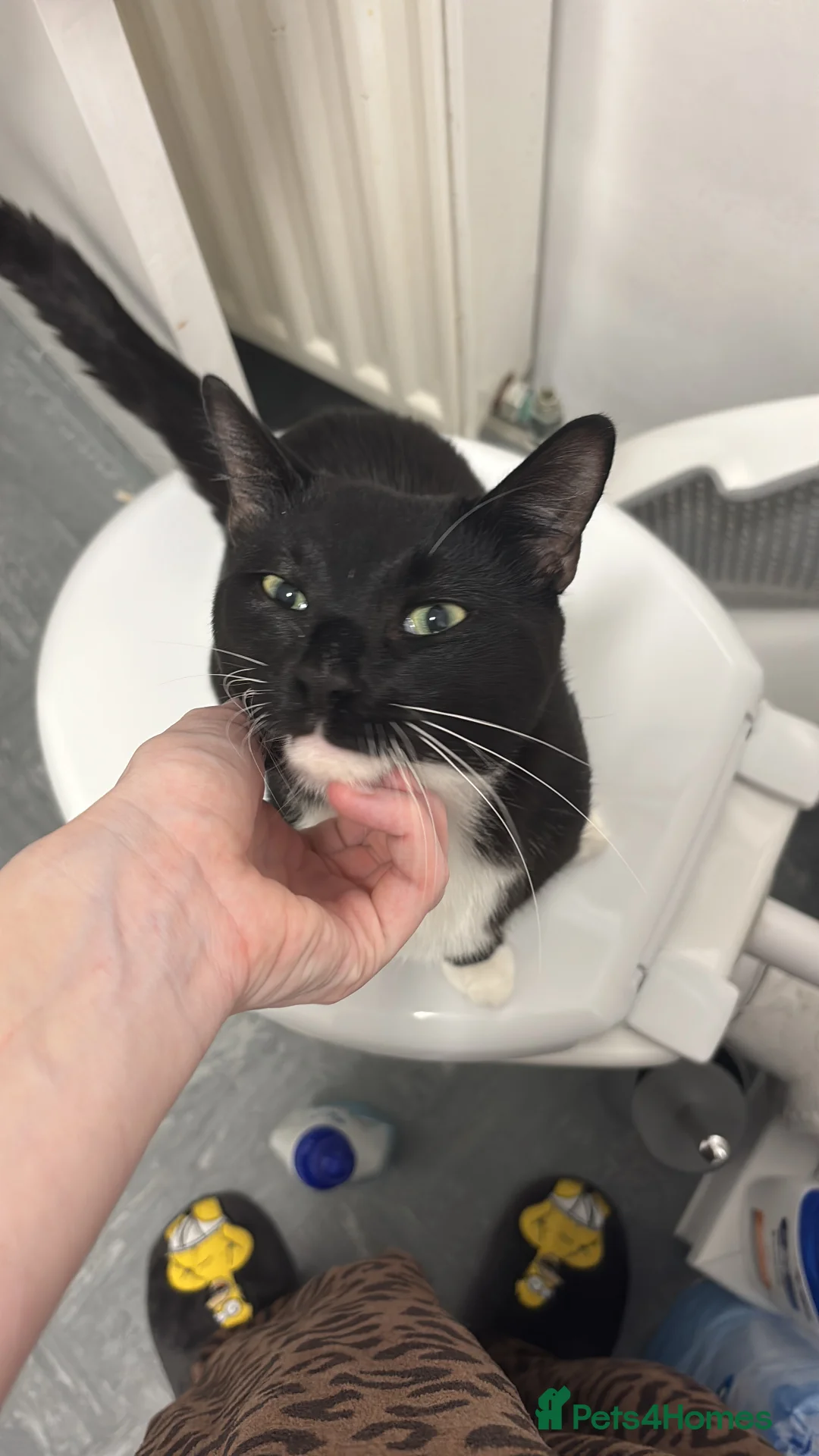 British Shorthair cats for sale: Twin brothers  - Advert 2