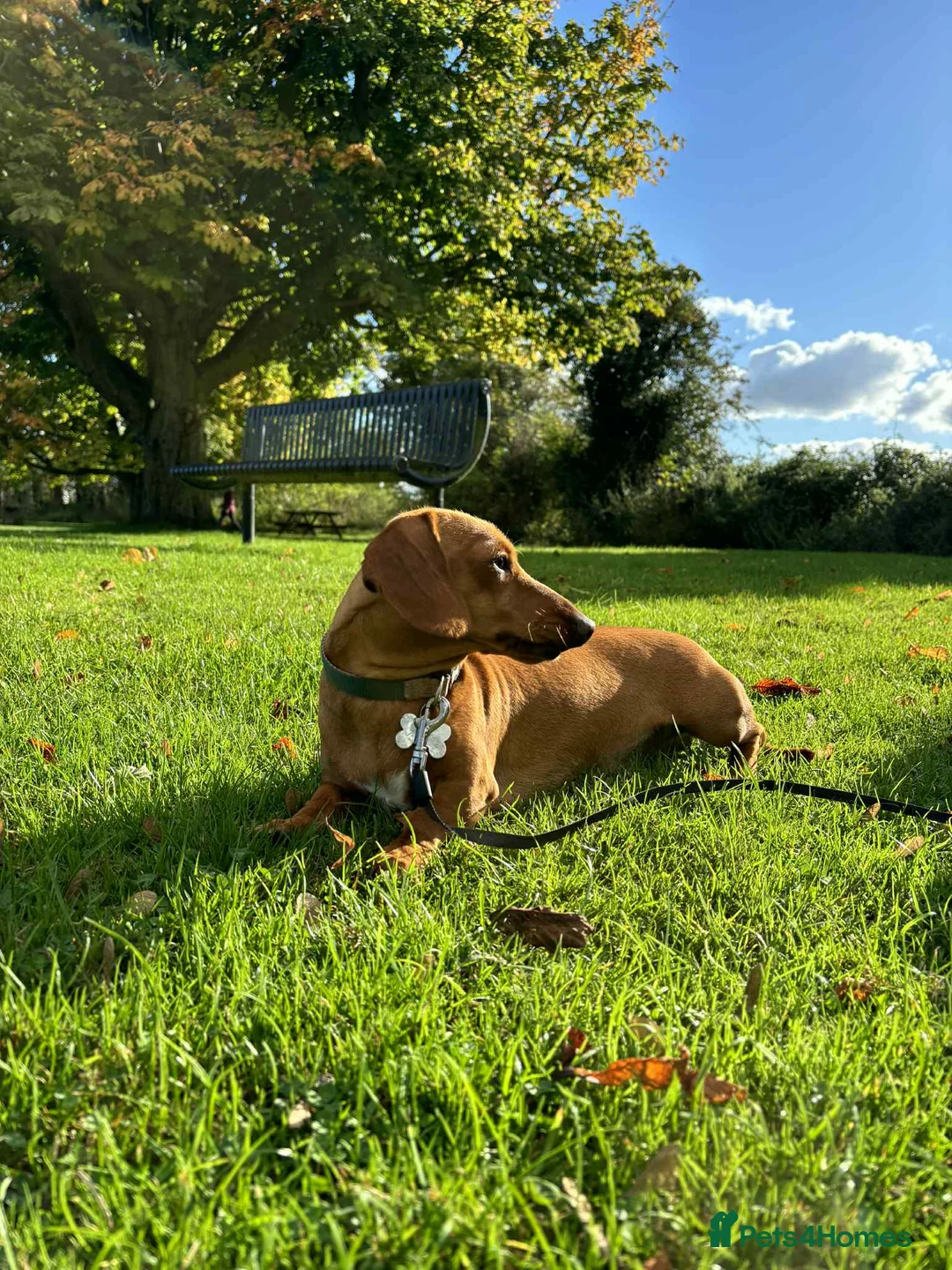 Miniature Dachshund dogs for stud: Proven mini dachshund stud - Advert 3