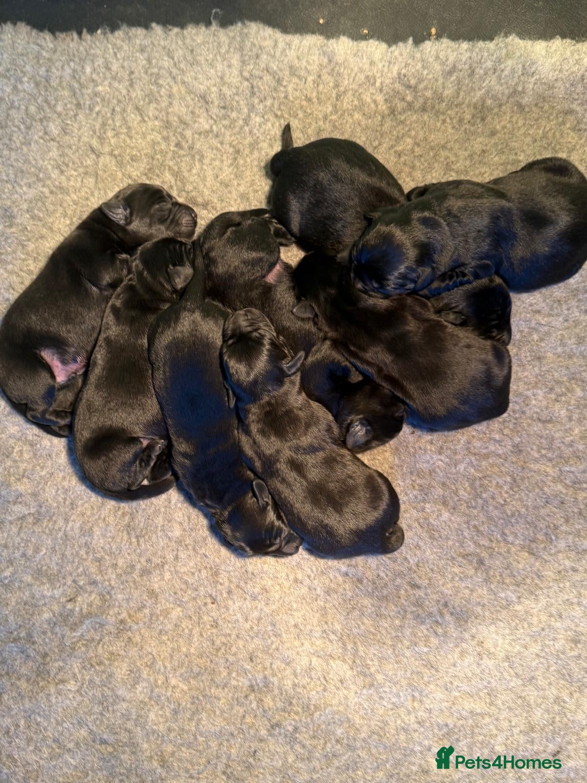 Labrador Retriever dogs for sale: KC Registered Black Labrador puppy-6 female 2 male - Advert 9
