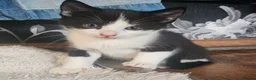 Mixed Breed cats for sale: Adorable Black & White Kittens for Sale 🐾 - Advert 8