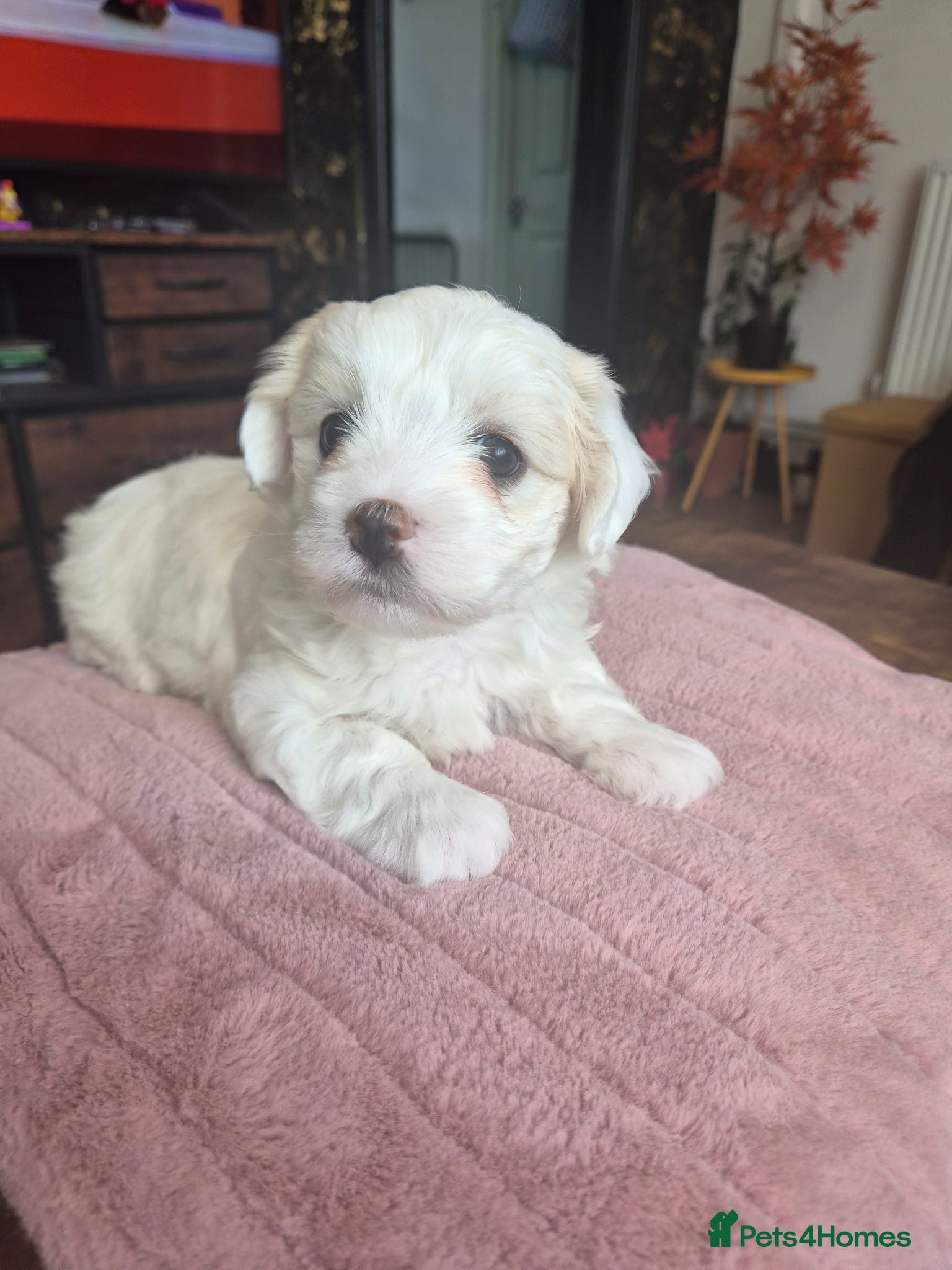 Maltese dogs Last boy - Advert 2