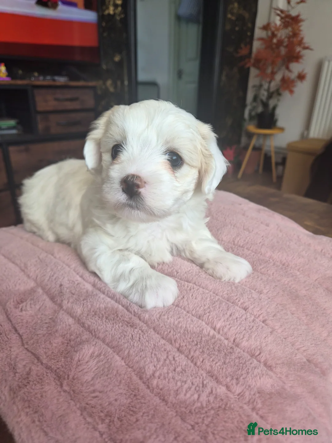 Maltese dogs for sale: Sold  - Advert 2