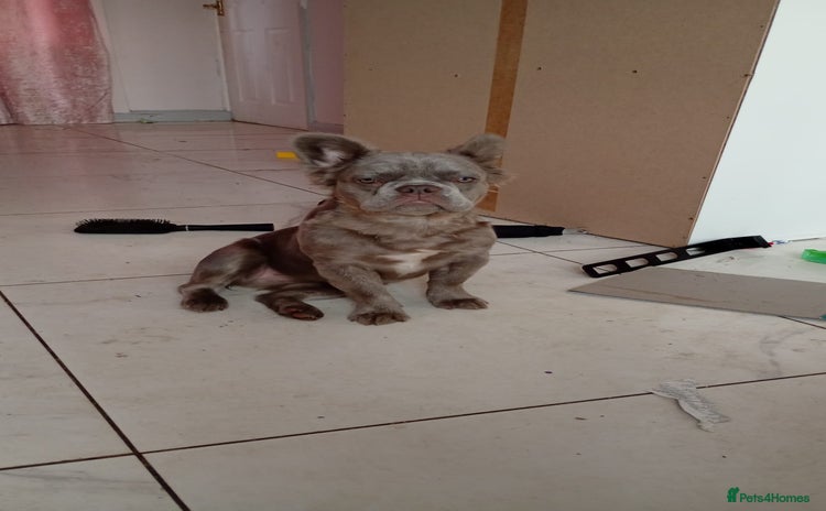 French Bulldog dogs - Advert 5