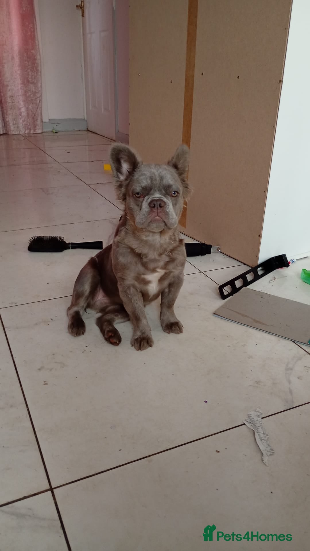 French Bulldog dogs for sale:  French bulldog - Image 1