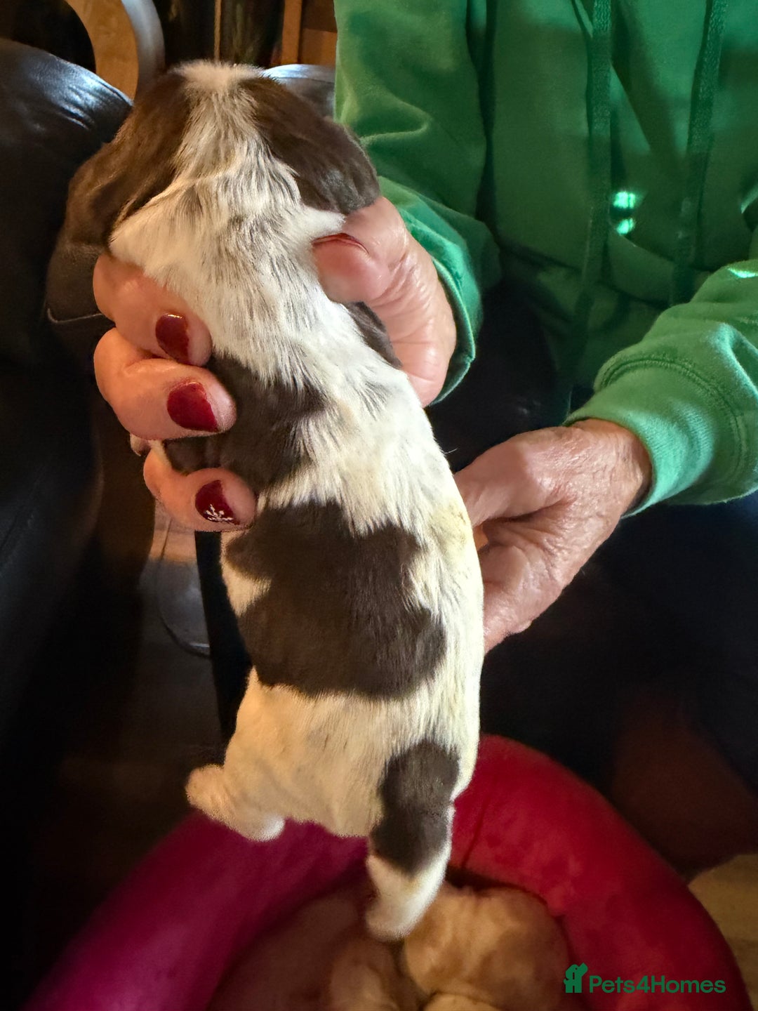 Cocker Spaniel dogs for sale: Show cocker spaniel pups - Advert 22