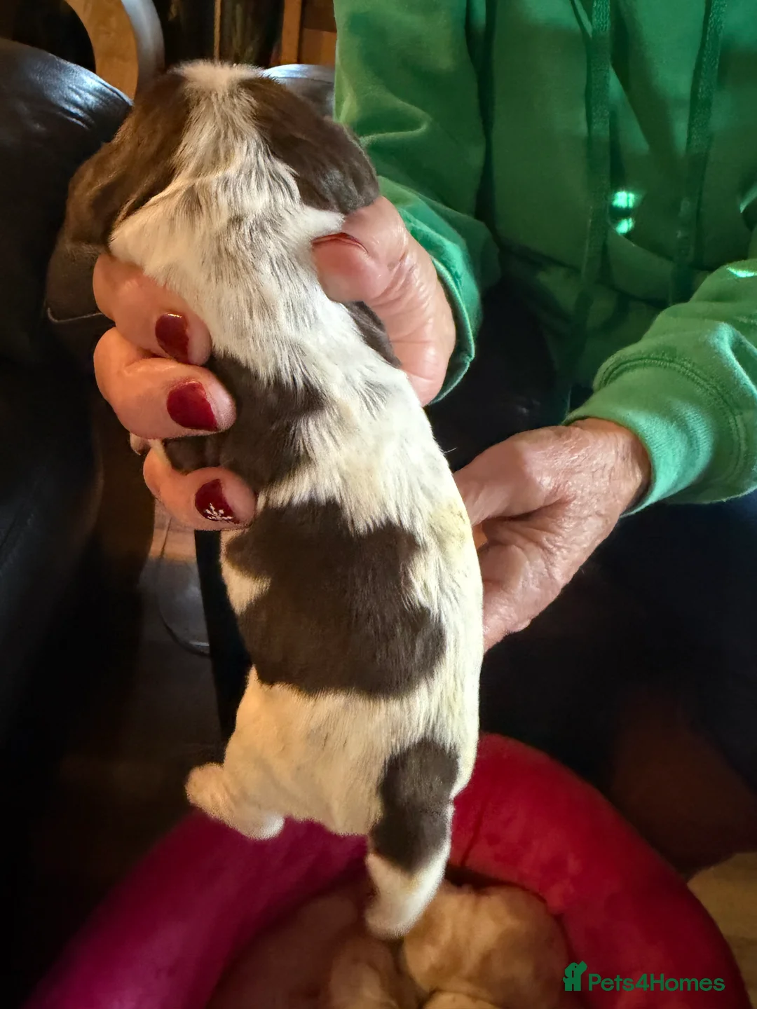 Cocker Spaniel dogs for sale: Show cocker spaniel pups - Advert 26