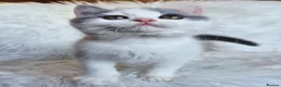 British Shorthair cats for sale: Gorgeous loving purr machines  - Advert 7