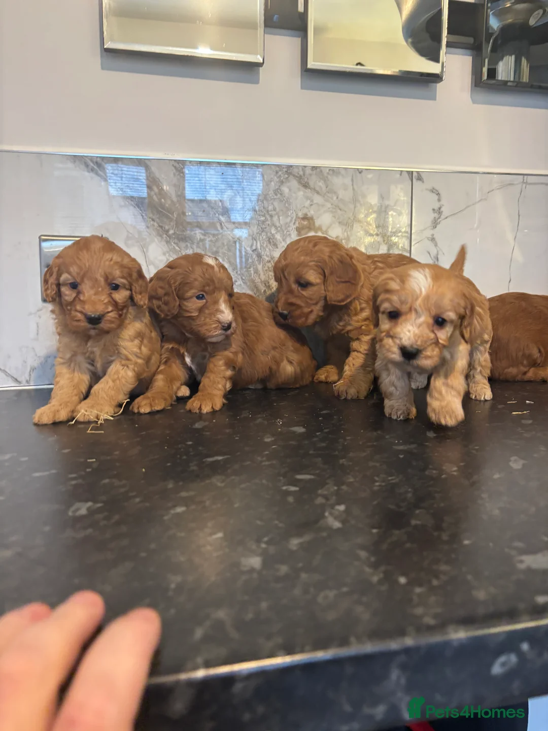 Maltipoo dogs for sale: Teddy bear maltipoo puppies (toy poodle) - Advert 5