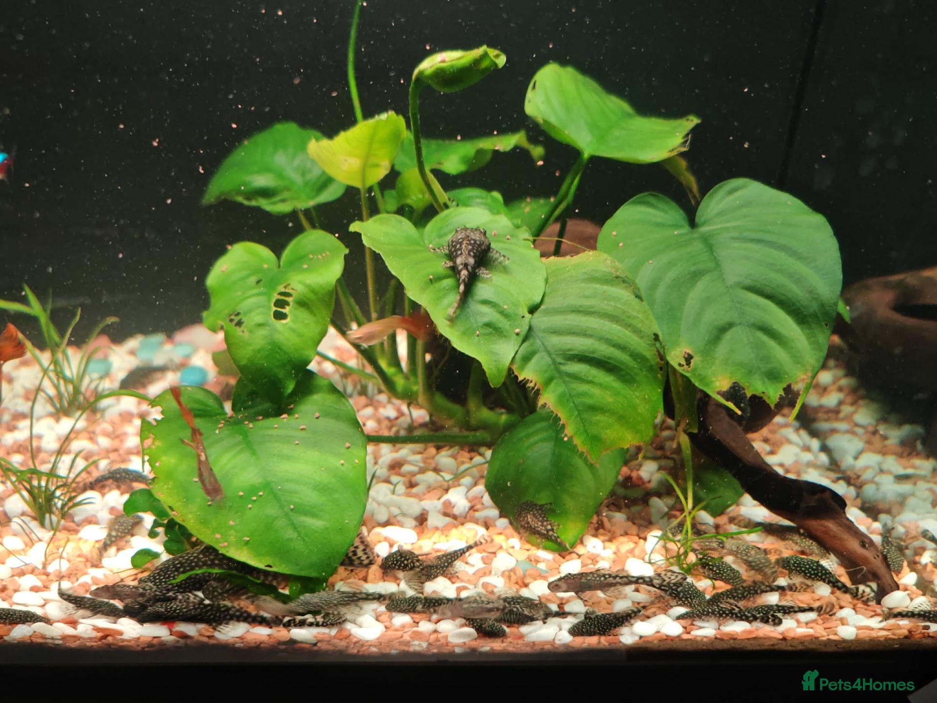 Plecos fish Bristlenose plecos - Advert 16
