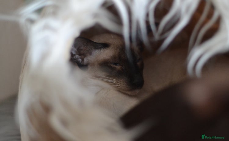 Siamese cats in Stowmarket - Advert 12