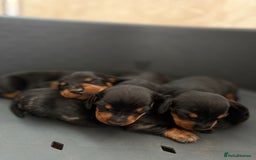 Miniature Dachshund dogs for sale: Miniature Dachshunds For Sale  - Image 6