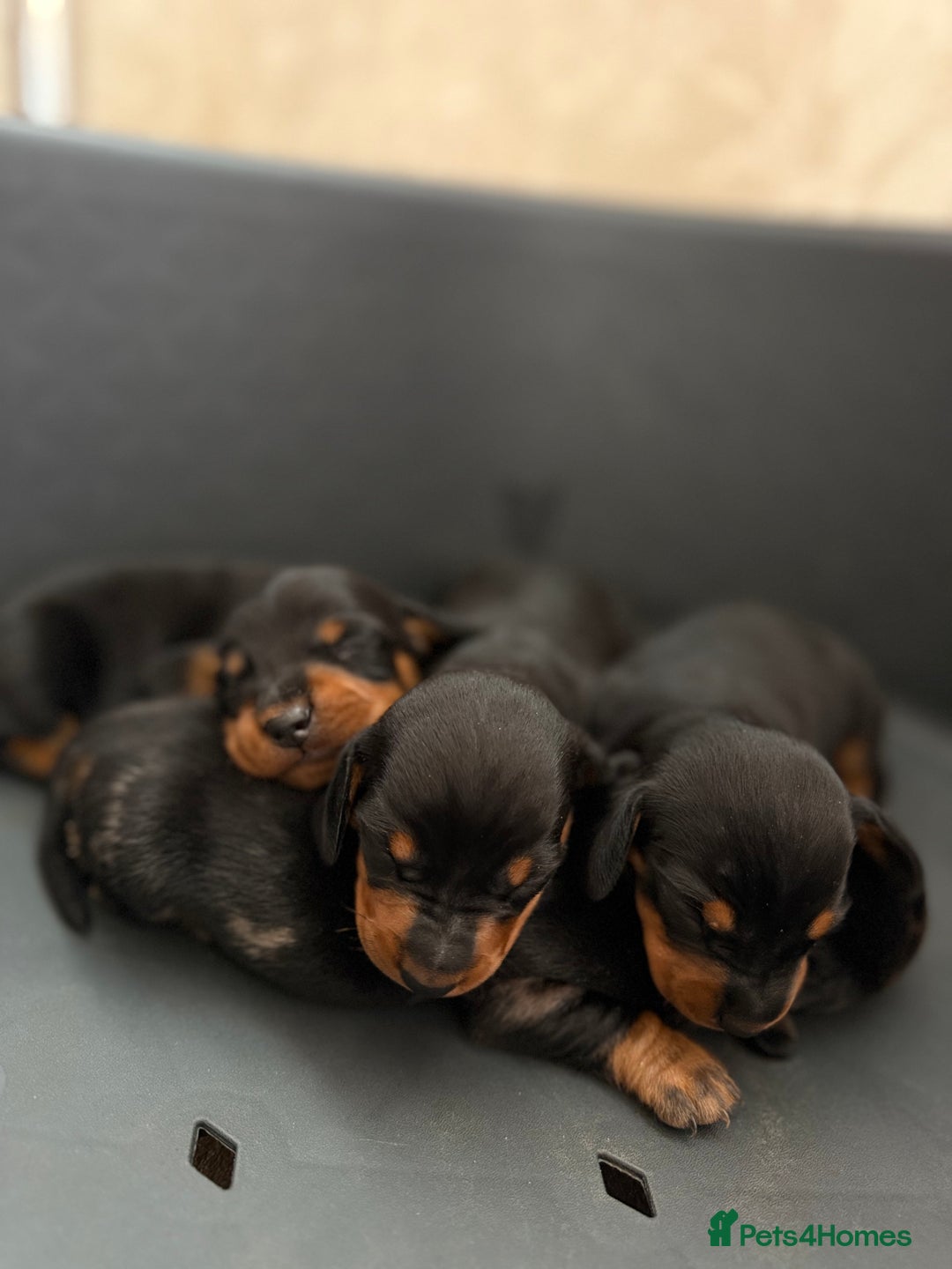 Miniature Dachshund dogs for sale: Miniature Dachshunds For Sale  - Image 6