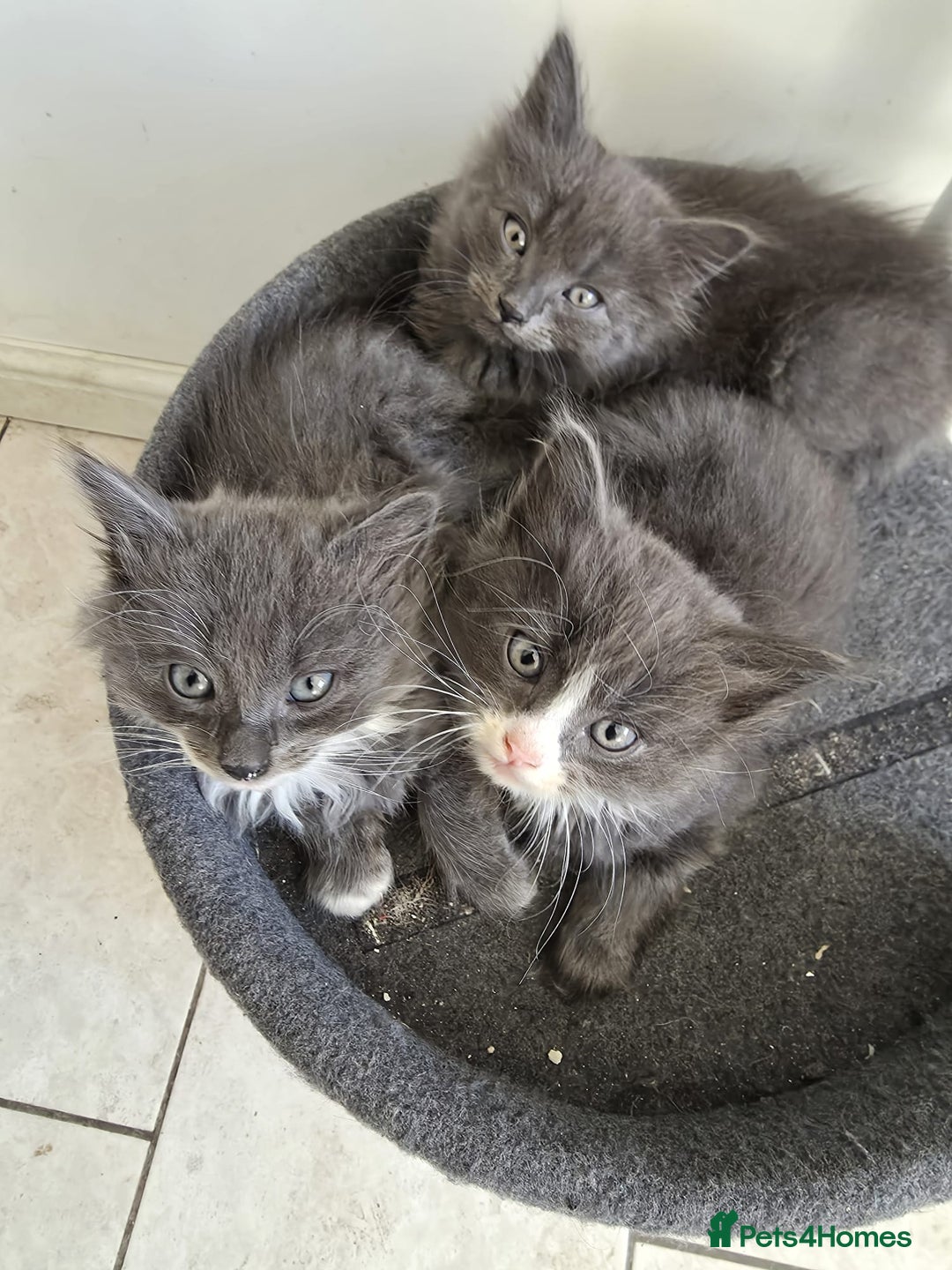 Mixed Breed cats for sale: 5 cute blue and blue&white long-haired kittens - Image 7