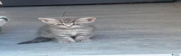 Mixed Breed cats for sale: Two beautiful kittens - Advert 2