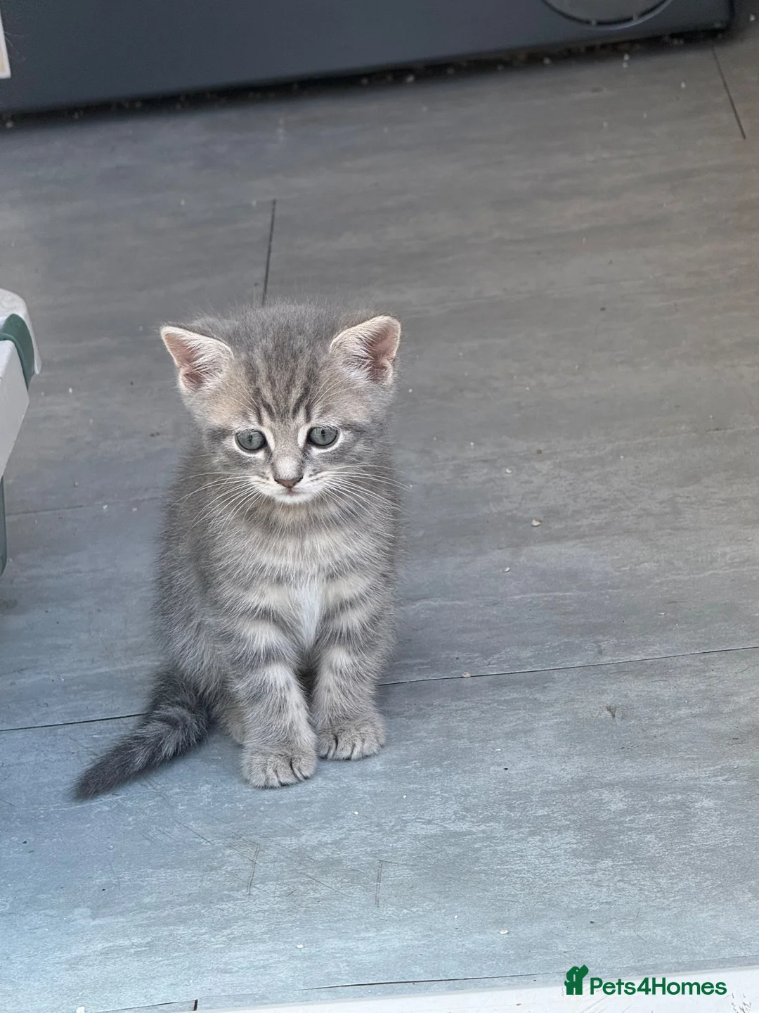 Mixed Breed cats for sale: Two beautiful kittens - Advert 2