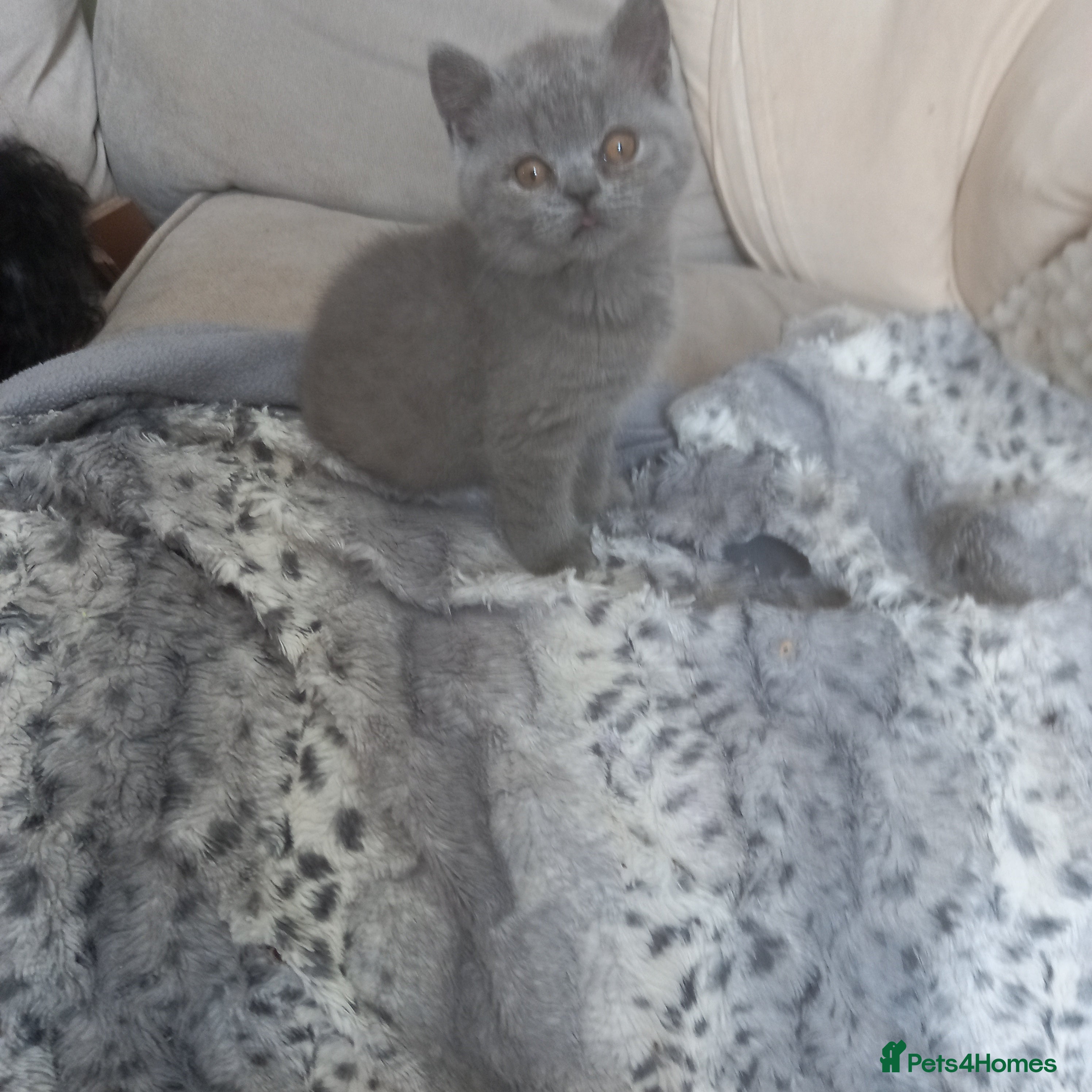 British Shorthair cats for sale: British Shorthair - Advert 10