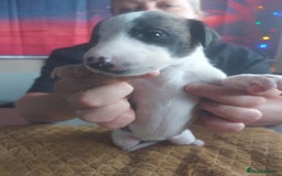 Whippet dogs for sale: Whippet Puppies - Image 1