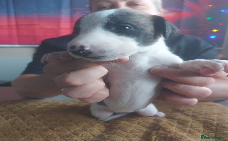 Whippet dogs - Advert 10