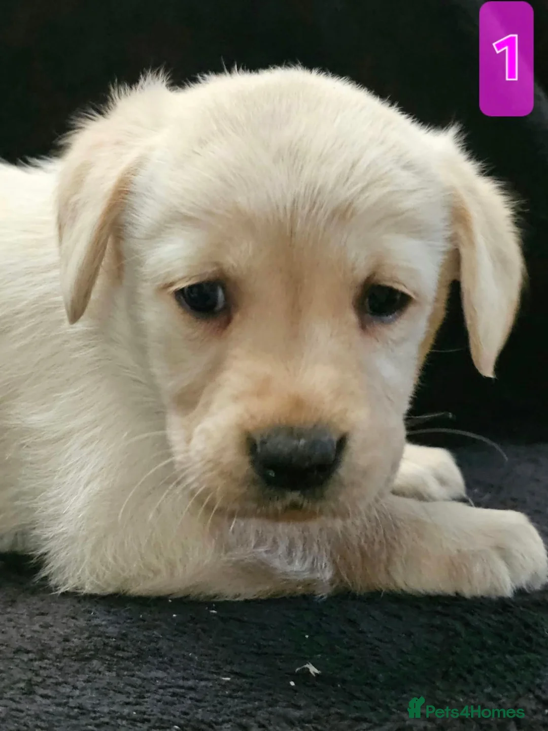 Labrador Retriever dogs for sale: Beautiful Black & Golden Labrador Puppies  - Advert 35