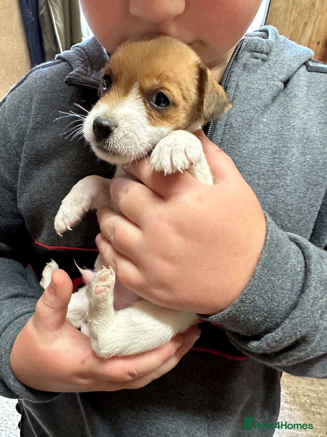 Jack Russell dogs for sale: Beautiful traditional jackrussel Pups  - Advert 4