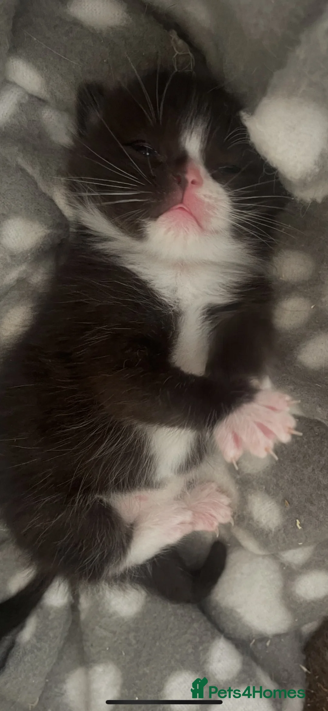 Siamese cats for sale: 🐱 BEAUTIFUL SIAMESE‑CROSS KITTENS 🐱  - Advert 2