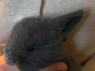 French Lop rabbits Male and female - Advert 7